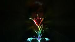 Flower water magic rainbow