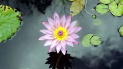 Flower water widescreen background