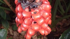 Flower wierd Plants and