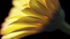 Flower yellow veggie