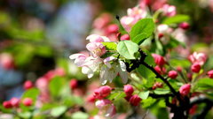 Flowering high Resolution crabapple foxytocin