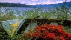 Flowers abandoned Washington canal