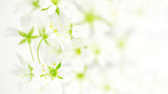 Flowers abstract Plants background