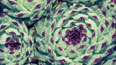 Flowers abstract roses