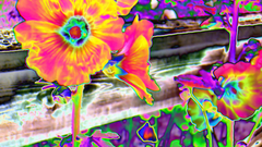 Flowers acid flower