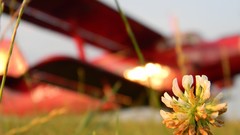 Flowers Aircraft air skies