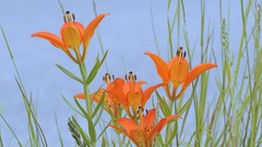 Flowers alberta Wood Parks bows valleys