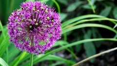 Flowers allium