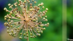 Flowers allium