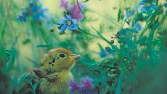 Flowers Animals Birds