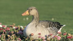 Flowers Animals Birds geese