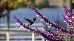 Flowers Animals Birds hummingbirds