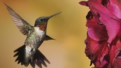 Flowers Animals Birds hummingbirds