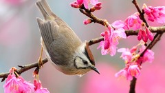 Flowers Animals Birds pink flowers
