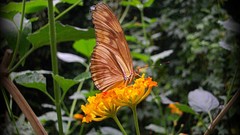 Flowers Animals Butterflies