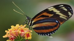 Flowers Animals Butterflies insects