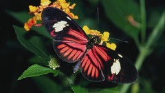 Flowers Animals Butterflies insects