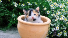 Flowers Animals cats