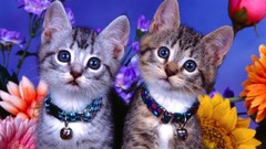 Flowers Animals cats