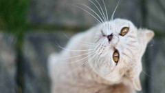 Flowers Animals cats