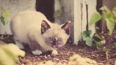 Flowers Animals cats