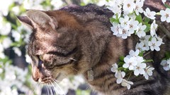 Flowers Animals cats