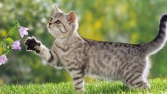 Flowers Animals cats