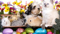 Flowers Animals cats Dogs Bunnies Easter Eggs chicks (chickens) 