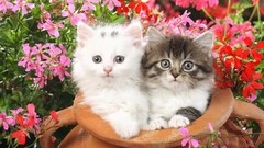Flowers Animals cats Kittens