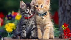 Flowers Animals cats Kittens baby animals