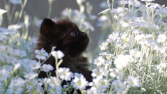 Flowers Animals cats Kittens white flowers pices