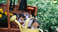 Flowers Animals cats pets