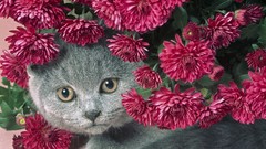 Flowers Animals cats pink flowers