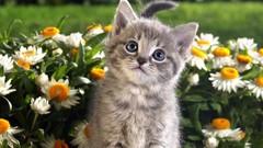 Flowers Animals cats spring
