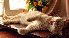Flowers Animals cats yawns
