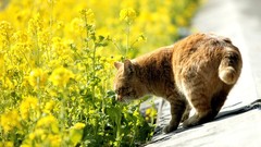 Flowers Animals cats yellow flowers
