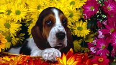 Flowers Animals Dogs