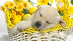 Flowers Animals Dogs