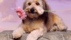Flowers Animals Dogs