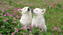 Flowers Animals Dogs