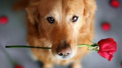 Flowers Animals Dogs