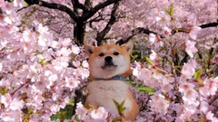 Flowers Animals Dogs akita