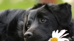 Flowers Animals Dogs canine