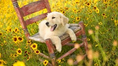 Flowers Animals Dogs chairs