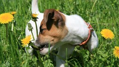 Flowers Animals Dogs Jack
