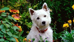 Flowers Animals Dogs nature