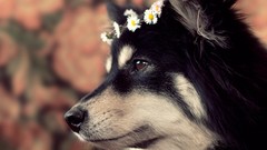Flowers Animals Dogs pets crowns