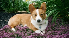 Flowers Animals Dogs Plants
