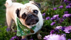 Flowers Animals Dogs pug