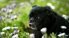 Flowers Animals Dogs pug pets